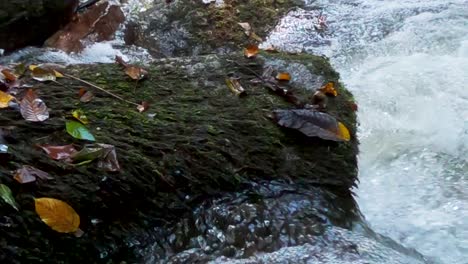 Panning-slow-motion-video-of-peaceful-creek-in-a-wooded-setting