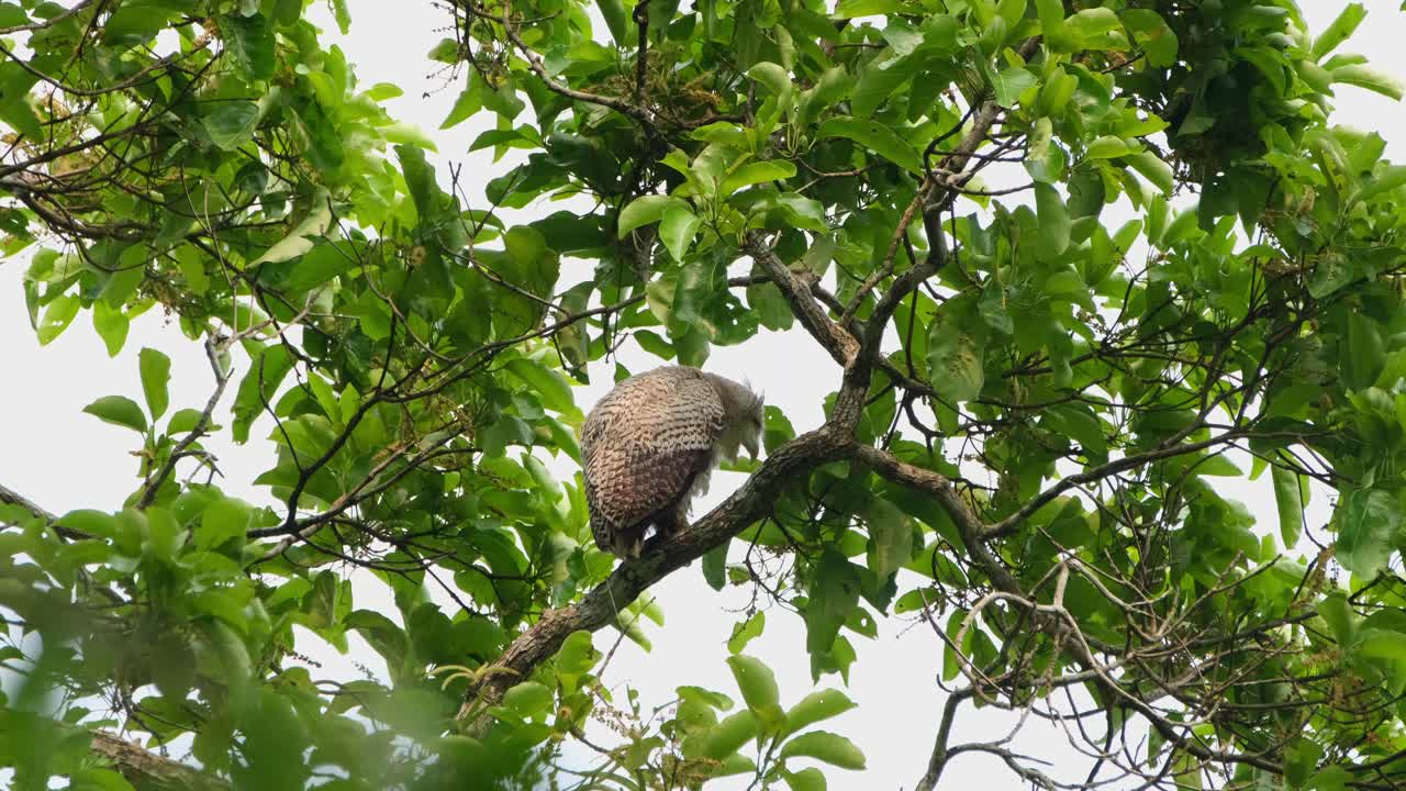 acicalándose seriamente su lado izquierdo con una mirada satisfactoria, búho real de vientre manchado bubo nipalensis, parque nacional kaeng krachan, tailandia