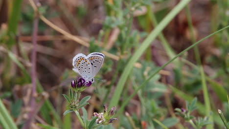 pale patterned butterfly cools wings on purple flower bloom in grass