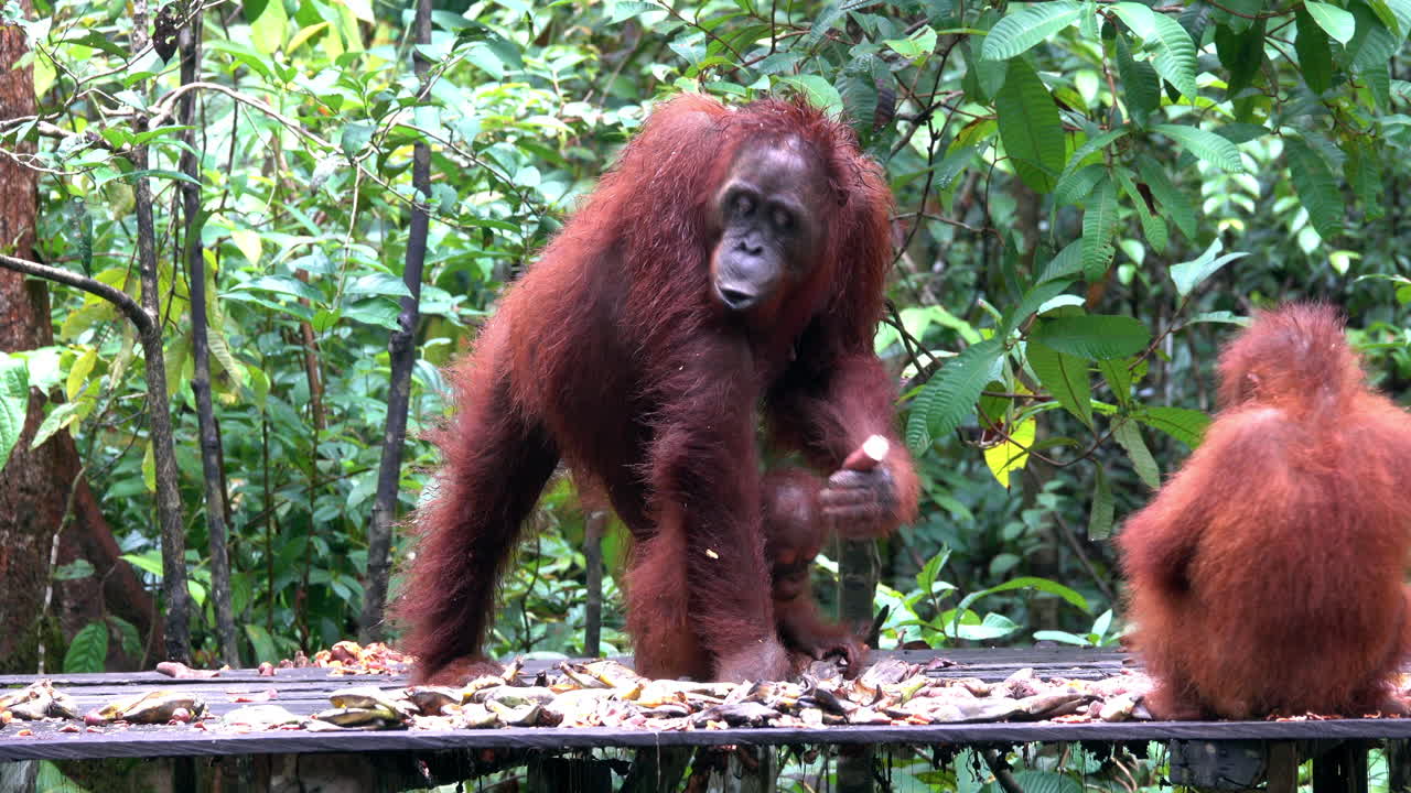 Mother orangutan and two offspring at feeding station in Tanjung Puting National Park