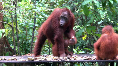 madre orangután y dos crías en la estación de alimentación en el parque nacional de tanjung puting