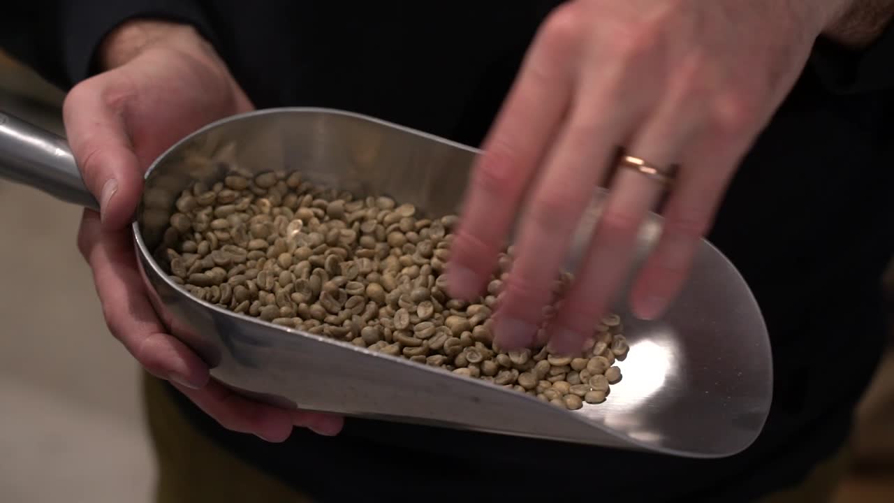 Coffee beans on metal scoop shown by hand before entering the roasting step and explaining the aroma, Close up shot
