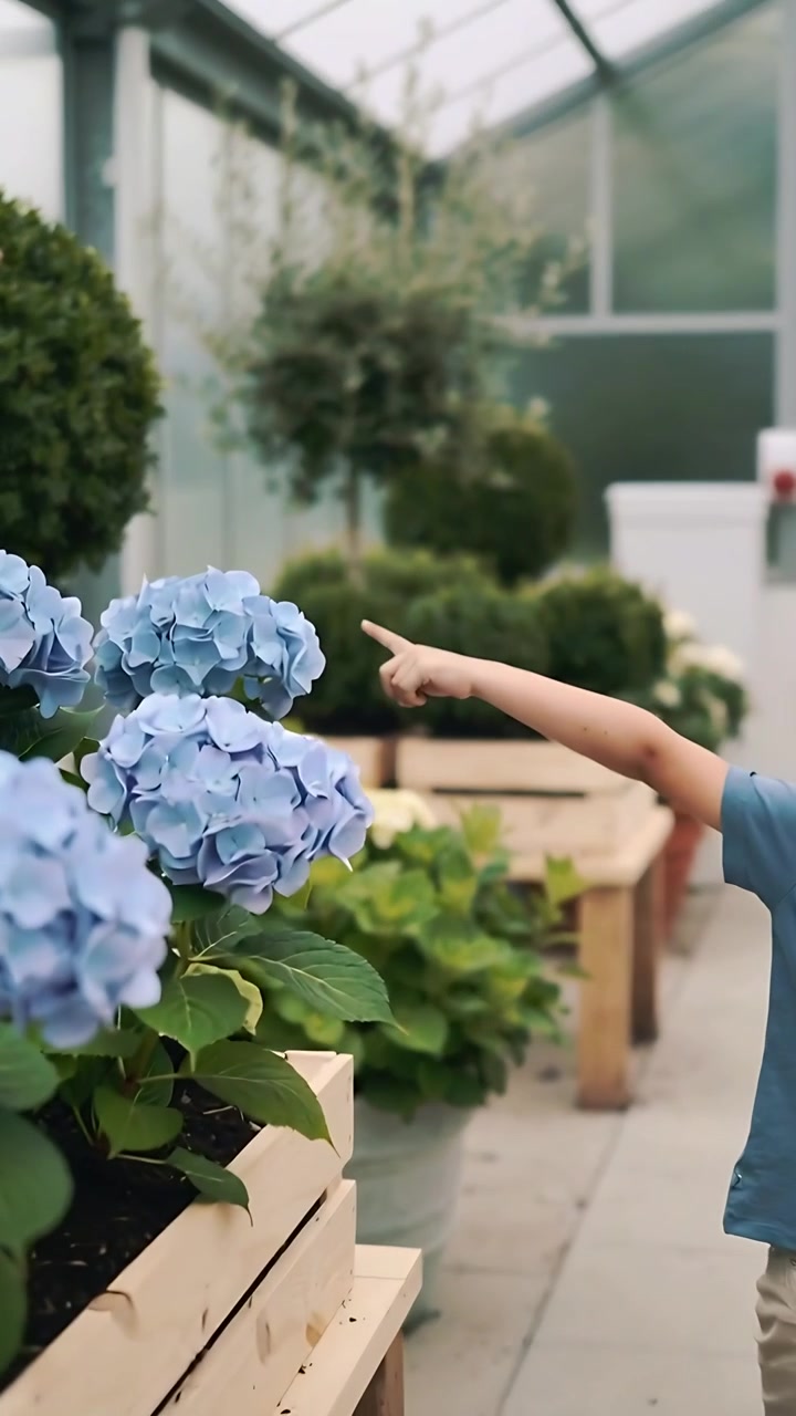 Vertical video: Seeing blue hydrangea boy in shirt reaching nursery aisle hands guiding, copy space
