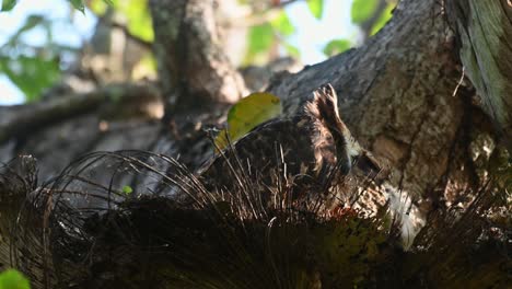 Buffy-Fish-Owl,-Ketupa-Ketupu,-4k-Aufnahmen