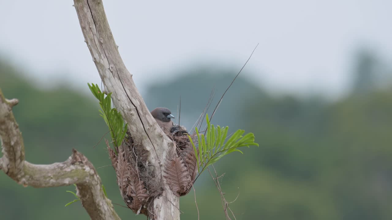 cavando profundamente en su nido limpiándolo luego chillones y empuja su cuerpo en, ceniza de bosques golondrina artamus fuscus, tailandia