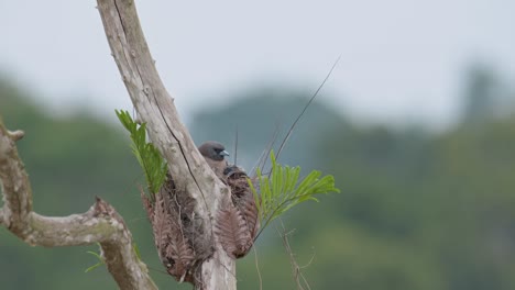 Digging-deep-into-its-nest-cleaning-it-up-then-chirps-and-pushes-it-body-in,-Ashy-Woodswallow-Artamus-fuscus,-Thailand