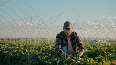 Side-view-of-a-happy-guy-Farmer-in-a-cap-works-in-the-field-and-sorts-out-the-plants-that-grow-on-the-farm