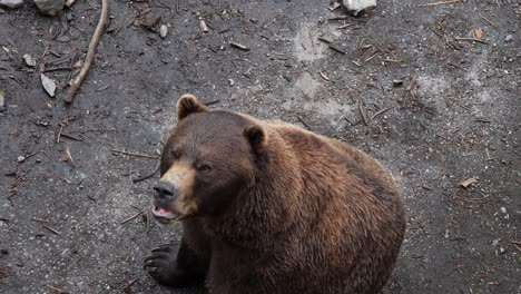 Oso-Pardo-Agitando-Sus-Patas-A-La-Cámara,-Alaska.