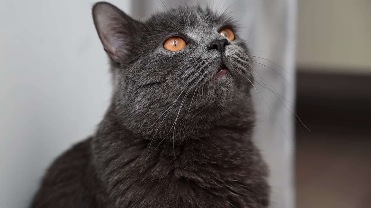 Close up of a British shorthair cat with orange eyes looking around inside the house