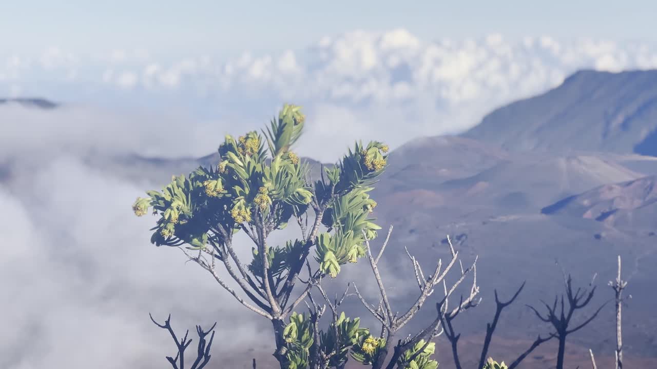Cinematic panning shot of an invasive pineapple chamomile plant overlooking Haleakala Crater in Maui, Hawai'i