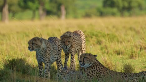 cheetah family of mother and cubs resting in the shade in hot weather on a sunny day in africa, african wildlife safari animals in masai mara, kenya in maasai mara long grass savanna scenery