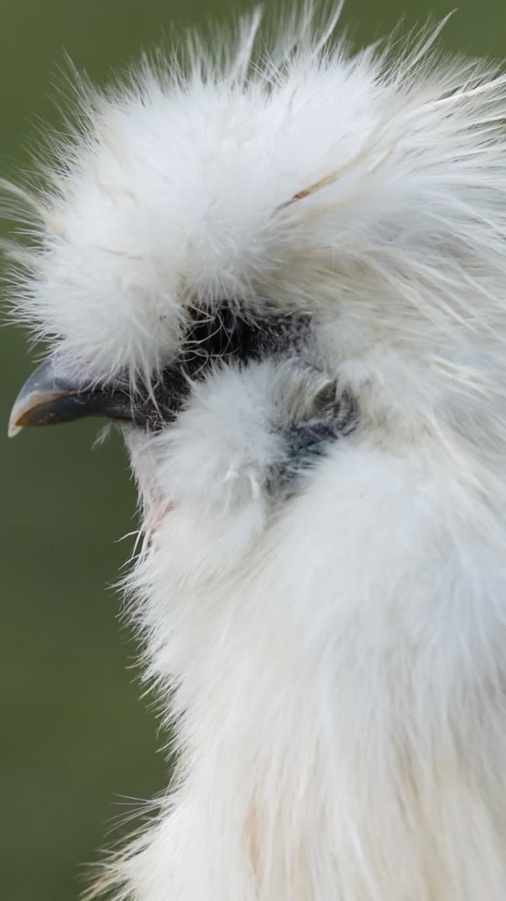 털털한 실키 이 야외에서 자신을 꾸미고 있습니다.