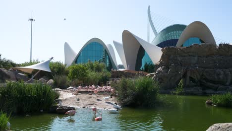 flamingos and other birds bathe in a pond outside oceanografic in valencia's city of arts and sciences. europe’s largest oceanographic park features over 500 marine species, including sharks.