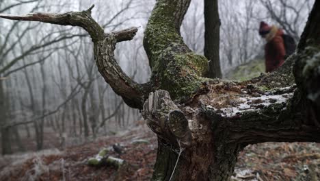 fuera de foco hombre vestido con ropa de invierno caminando detrás en foco rizado árbol cubierto de escarcha