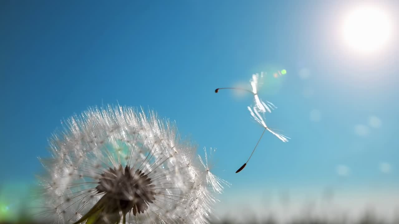 Nærbildevideo fra lav vinkel av løvetannfrø som svever mot en lys blå himmel og sol