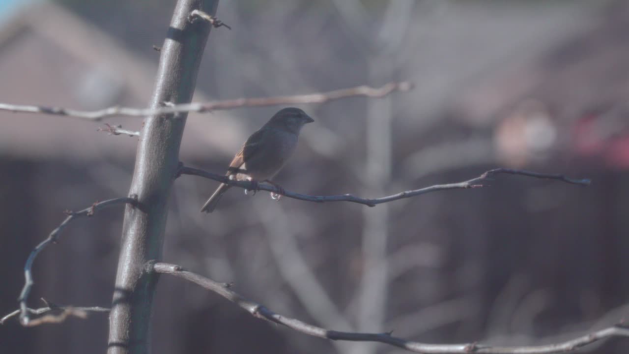 Close up of a bird grooming itself
