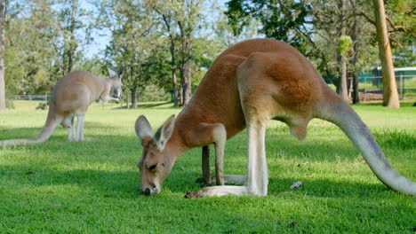 a red kangaroo feeding on the green grass while the other one cleaning its claws at lone pine koala sanctuary in brisbane, australia - closeup shot