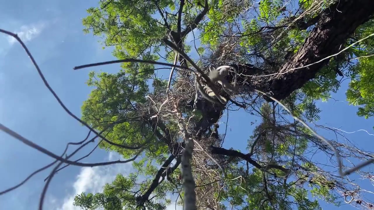 Scimmia selvatica che si arrampica tra i rami verdi degli alberi e le liane