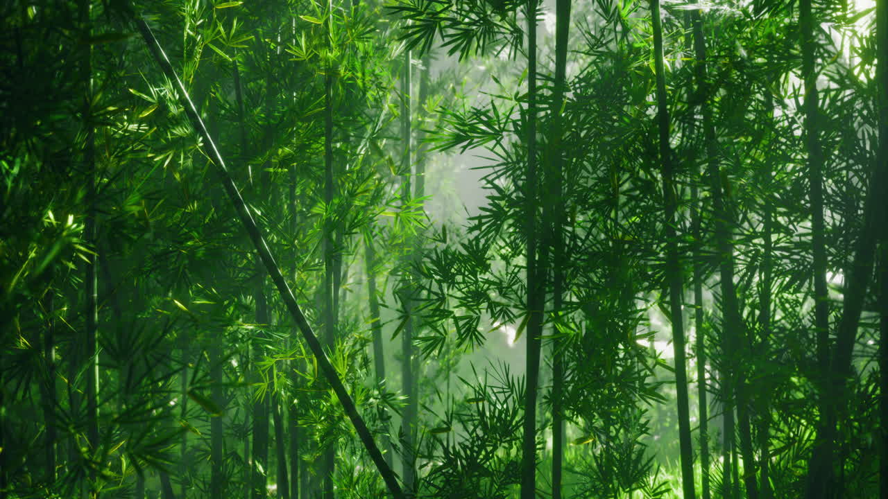 Lush bamboo forest enveloped in mist during early morning light