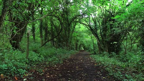 Pathways-as-metaphor-for-life-journey