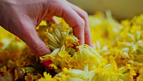 Bright cowslip flowers gently stirred by woman’s hand before herbal drying