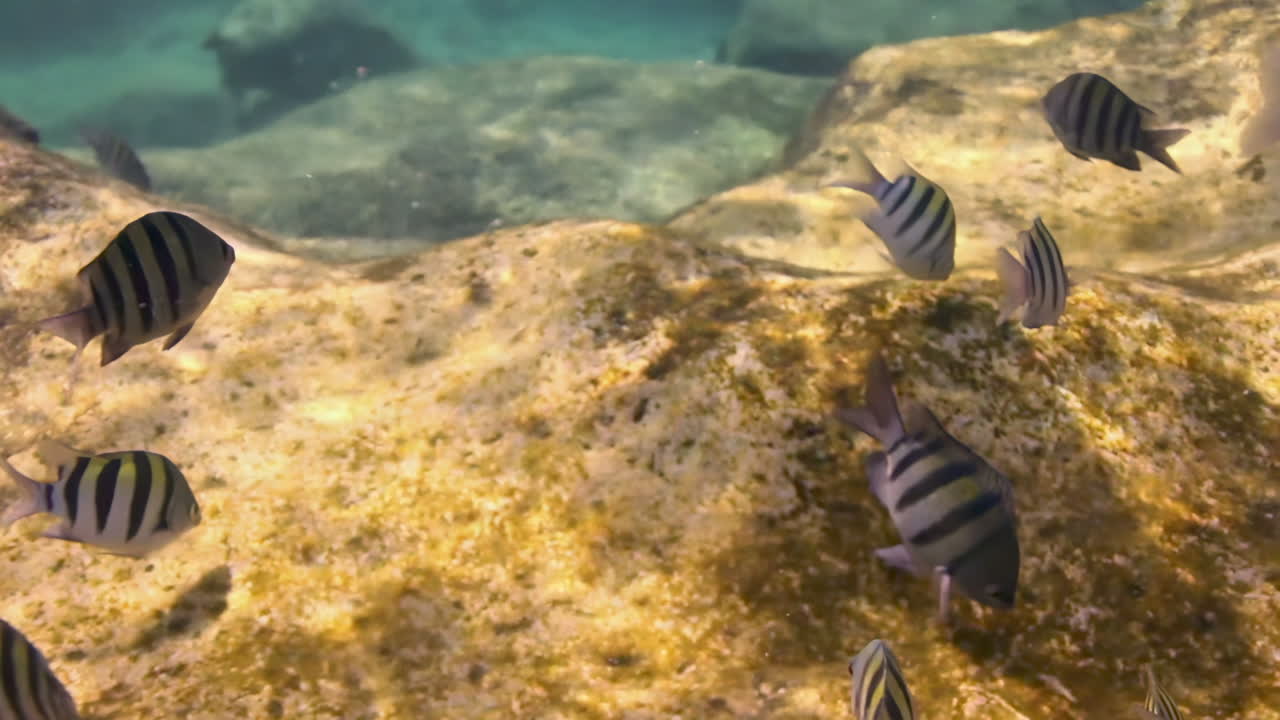 Underwater scene with striped fish swimming near a coral reef