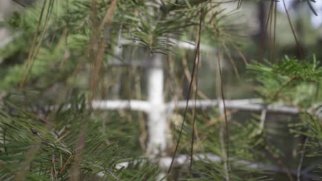 Slow-motion-close-up-pullback-shot-through-branches-of-a-young-evergreen-tree