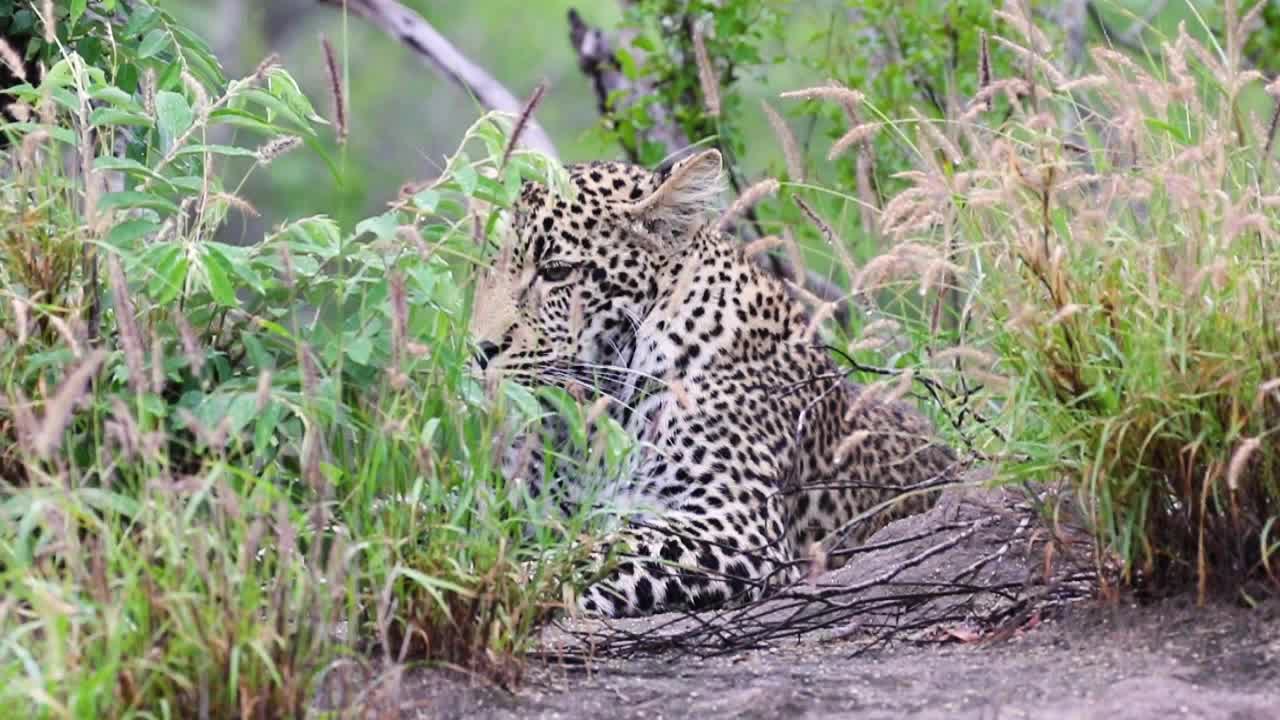leopardo tumbado todavía en la hierba reserva de caza sabi sands en sudáfrica