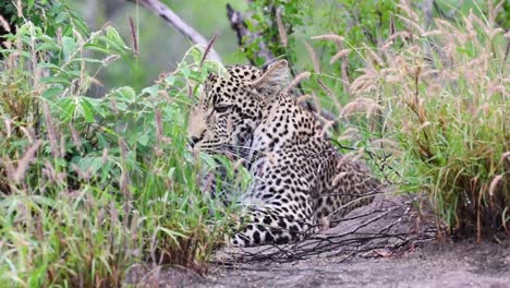 leopard lying still in the grass sabi sands game reserve in south africa