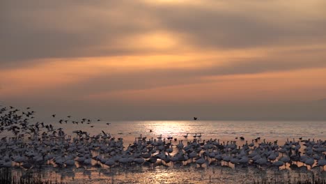 Eine-Große-Herde-Wilder-Schneegänse,-Die-In-Den-Feuchtgebieten-Von-Richmond-Das-Wasser-Abheben