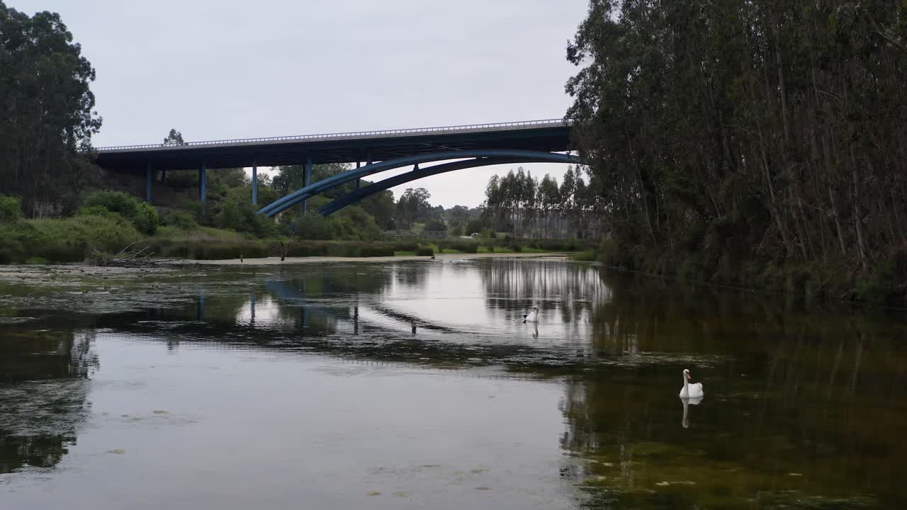 칸타브리아 다리와 지나가는 트랙으로 둘러싸인 조용한 호수에 있는 조용한 백조들
