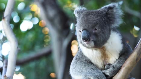 koala climbing tree at melbourne