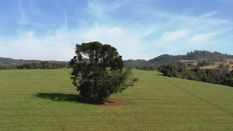 Scenic-panoramic-view-of-countryside-green-farm-fields-with-one-tree-centered,-aerial-over-the-top