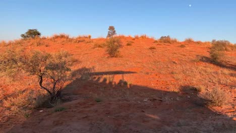 una silueta de un vehículo de safari con invitados mientras conduce a través de las dunas rojas del kalahari