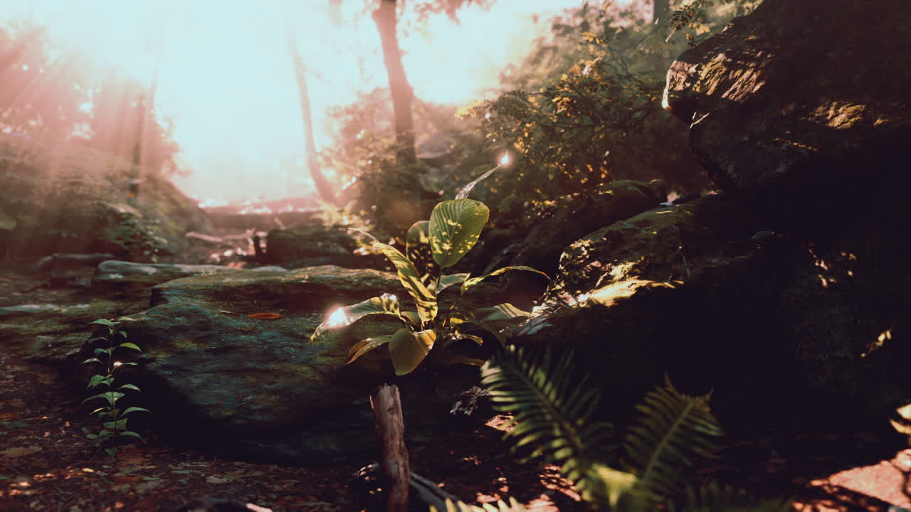 un pequeño árbol iluminado por el sol se encuentra en medio de la niebla del bosque tropical