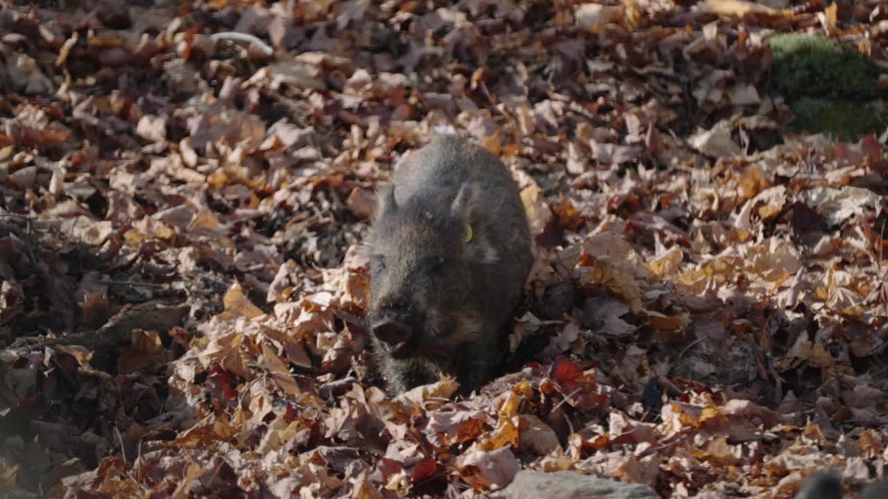 Cinghiale che cerca cibo nel sottobosco tra le foglie cadute, col suo grugno