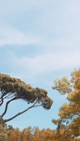 autumn trees against a clear sky