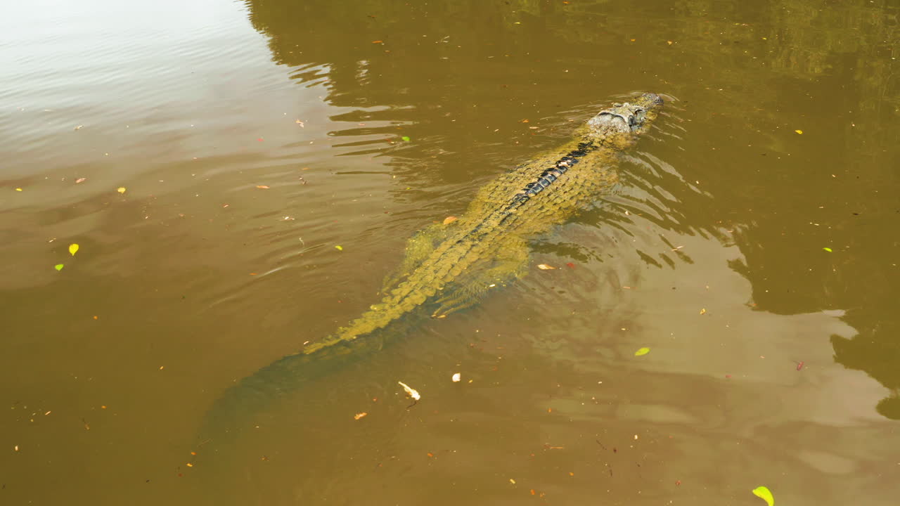 vista increíblemente cercana de un caimán que asoma la cabeza por encima del agua mientras nada en un río