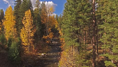 aerial drone shot panning down a creek or stream in the fall or autumn in montana