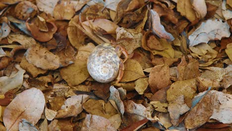 A-Hermit-Crab-walking-on-dead-leaves-by-the-sea---close-up