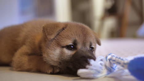 playful cute little shiba inu puppy chewing toy during puppy teething period around 8 weeks