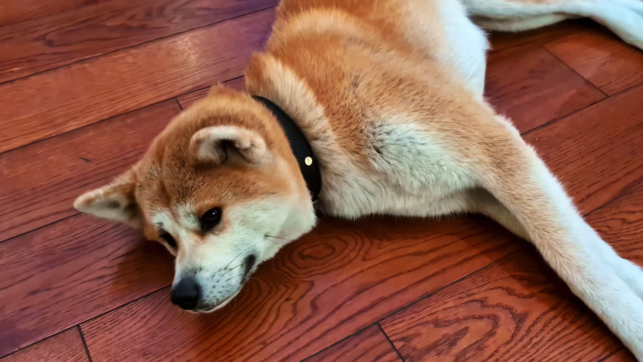 Close-up of a calm Akita Inu dog resting lazily on a warm wooden floor indoors.