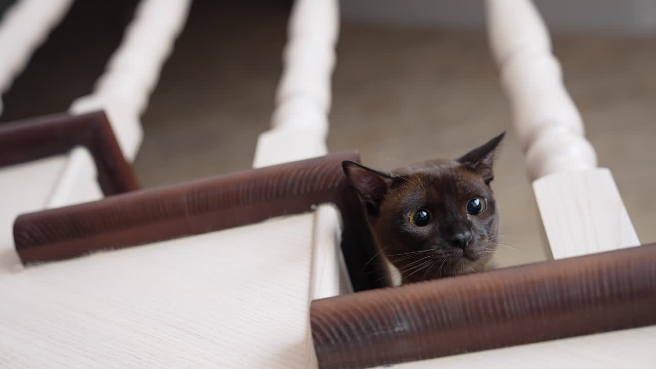Adorabile gatto scuro seduto a terra che caccia un giocattolo. Gattino carino che caccia e osserva.