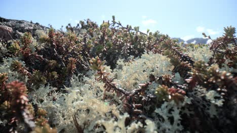 Arctic-Tundra-lichen-moss-close-up.-Found-primarily-in-areas-of-Arctic-Tundra,-alpine-tundra,-it-is-extremely-cold-hardy.-Cladonia-rangiferina,-also-known-as-reindeer-cup-lichen.