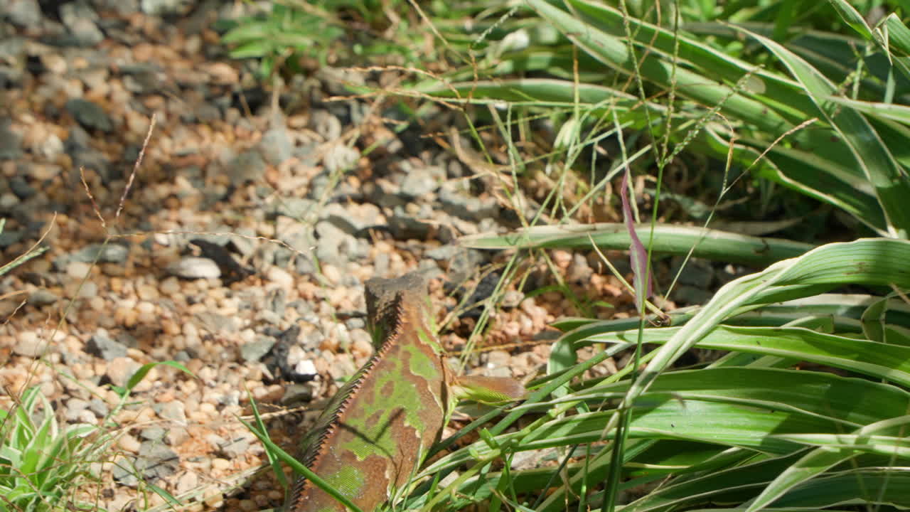 молодые зеленые игуаны ищут пищу, ходят по гальку рядом с тропическими растениями, охотятся на пищу, отслеживают медленное движение.