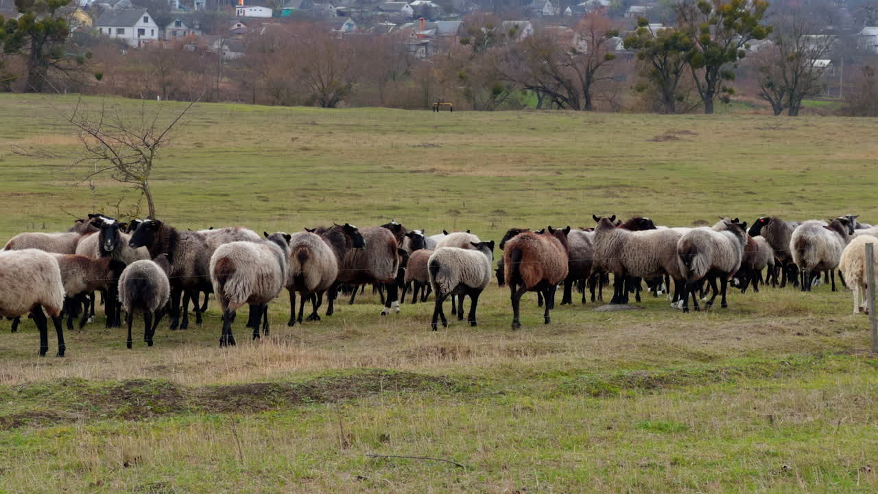 Woolly domestic sheep walking by the pasture. Dark-legged sheep grazing in the countryside.