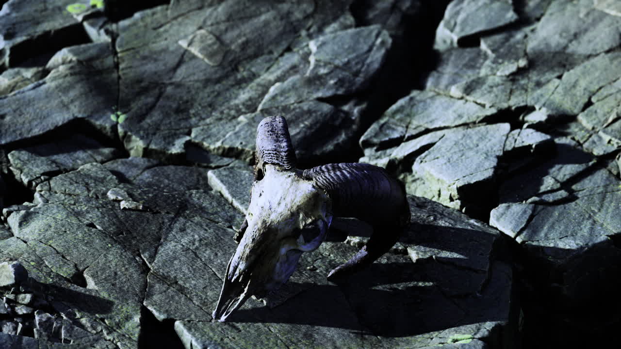 Ram skull rests amidst rugged stones under soft sunlight at twilight
