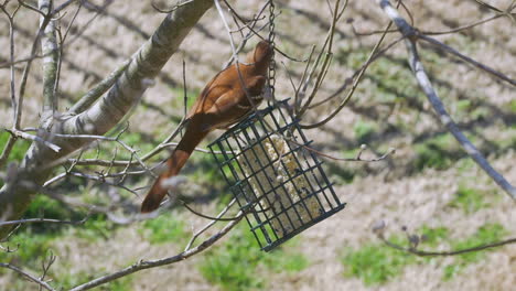 brown thrasher eating at a suet bird-feeder during late-winter in south carolina