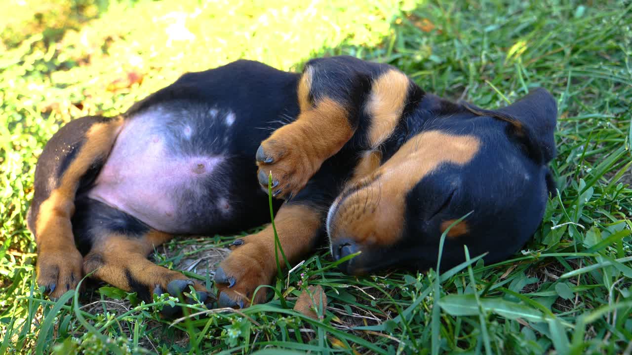 Little puppy dog ​​sleeps on the grass on his back. You can see his cute paws and his little belly. It's a dachshund, a sausage dog. Close up