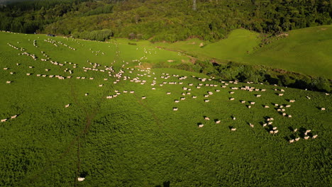 herd-of-sheep-moving-in-the-meadow-sun-on-a-sunny-day-grazing